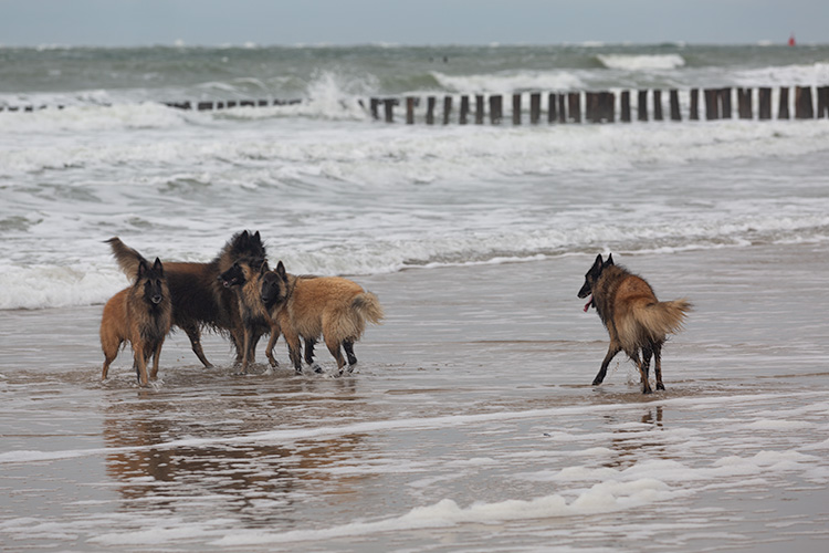 Wandeling Zoutelanden